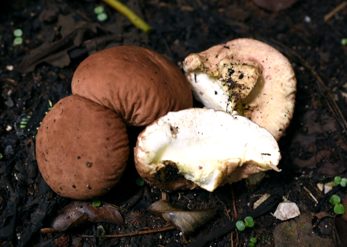 Calvatia sp.
